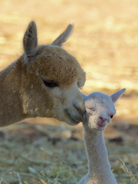 Alpaca