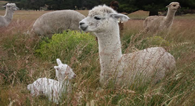 Alpaca photo